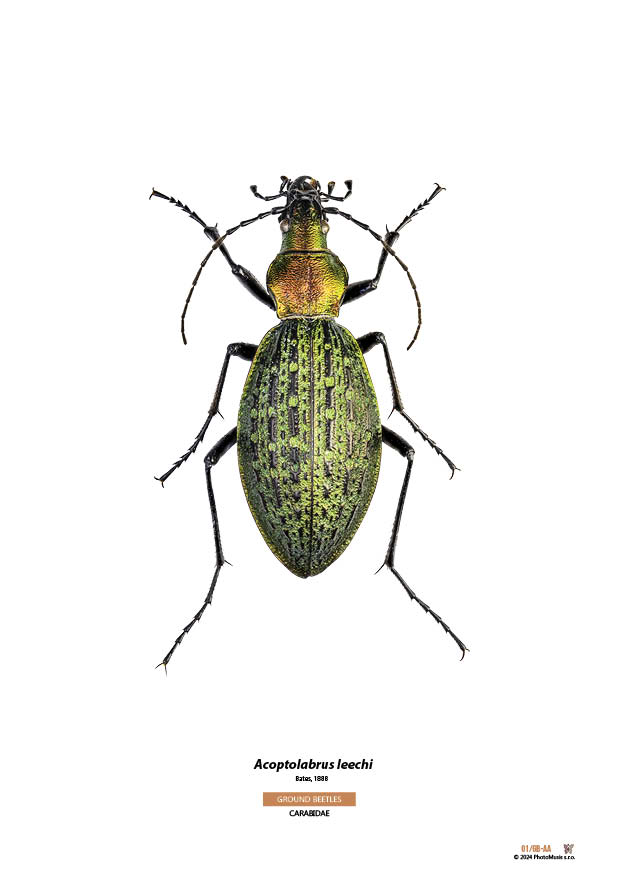 Acoptolabrus leechi