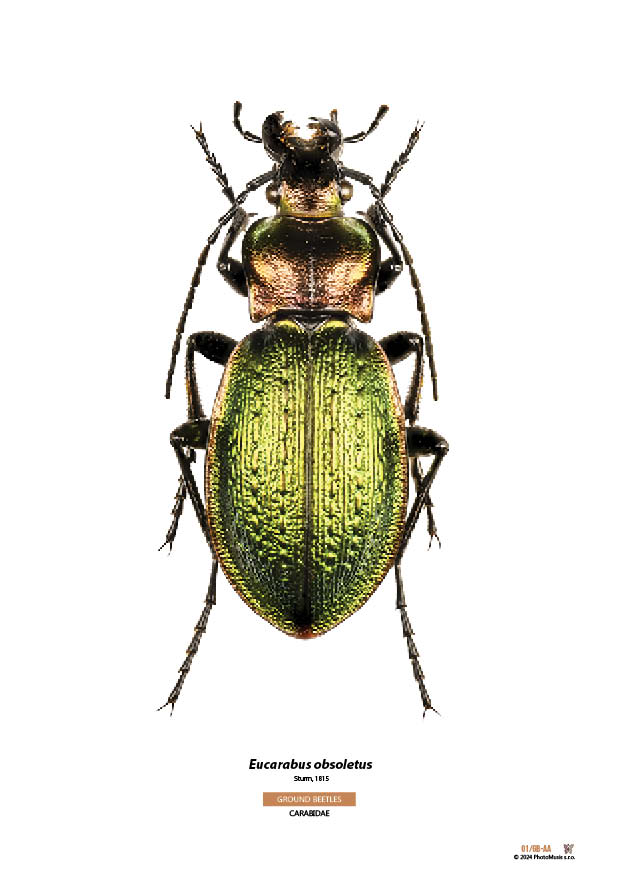 Eucarabus obsoletus