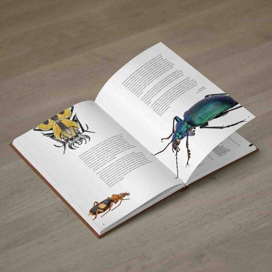 Střevlíci Afriky - Anthia, Carabidae