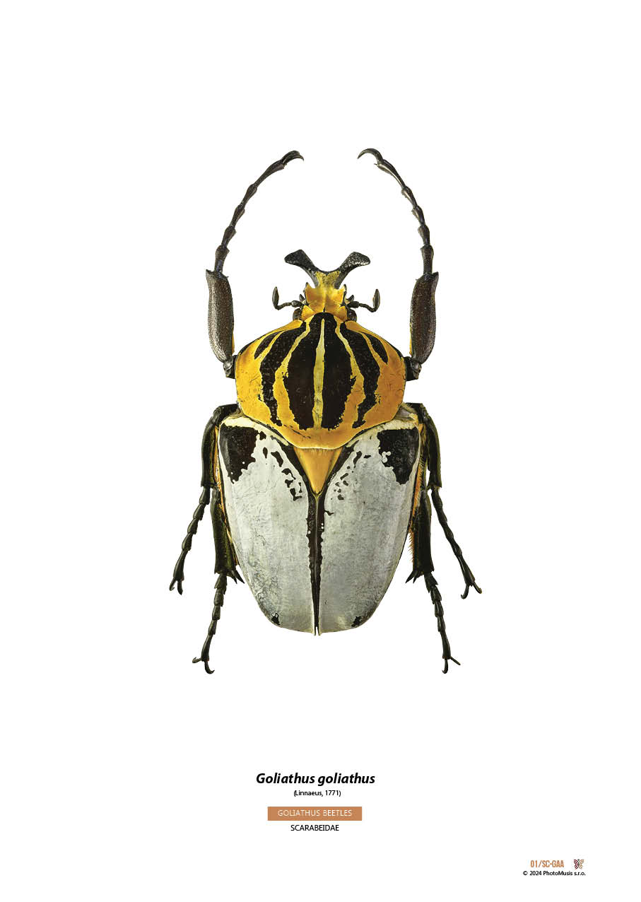 Goliath goliath (02)