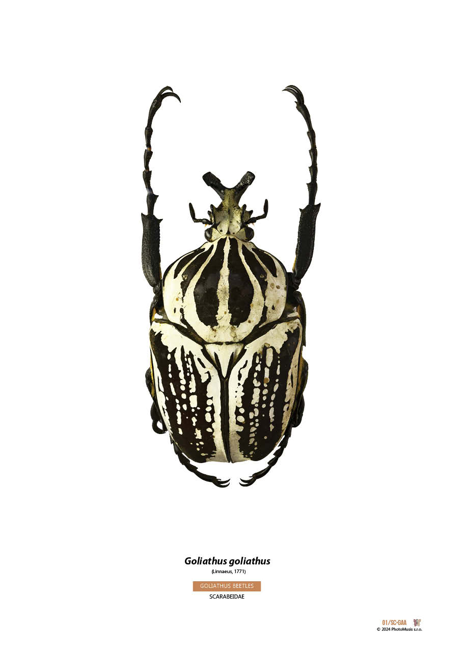 Goliath goliath (06)