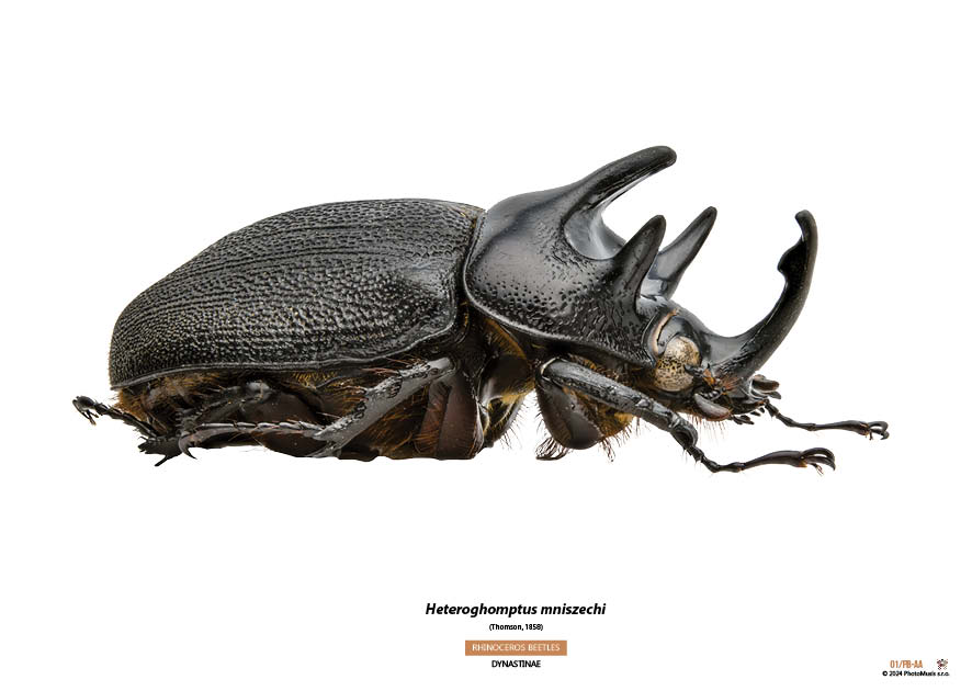 Heteroghomptus mniszechi