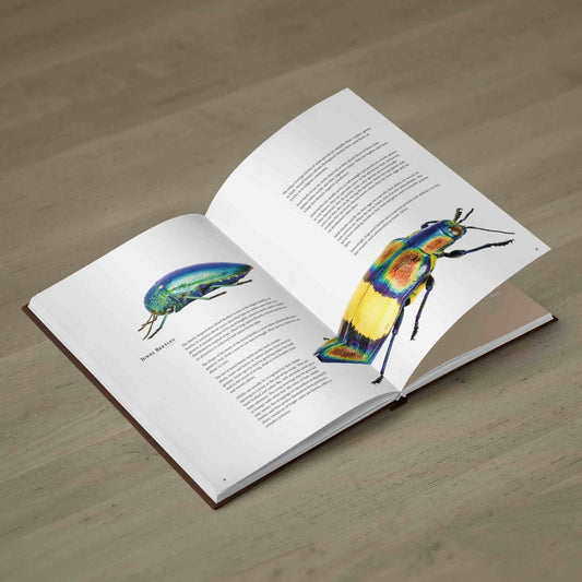 Krasci - Nejkrásnější brouci, Buprestidae