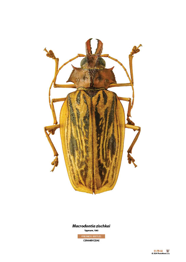 Macrodontia zischkai