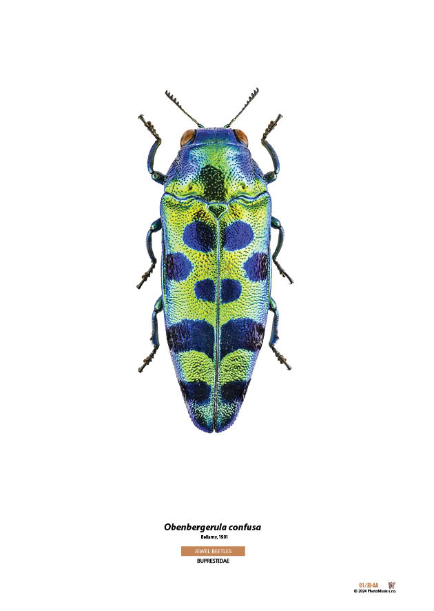 Obenbergerula confusa