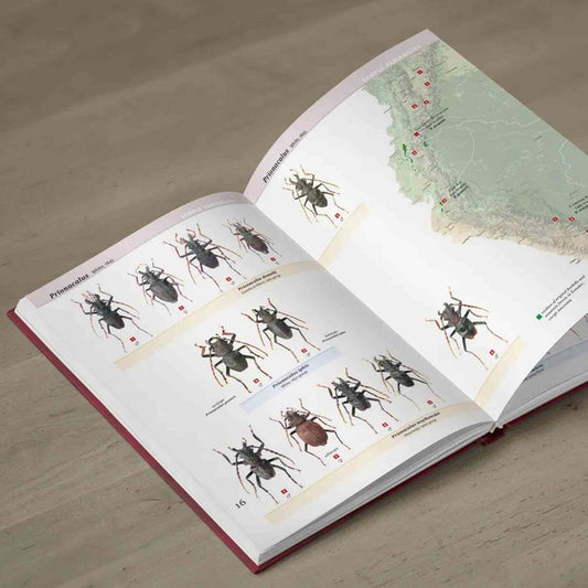 Piluny - Největší tesaříci Jižní Ameriky