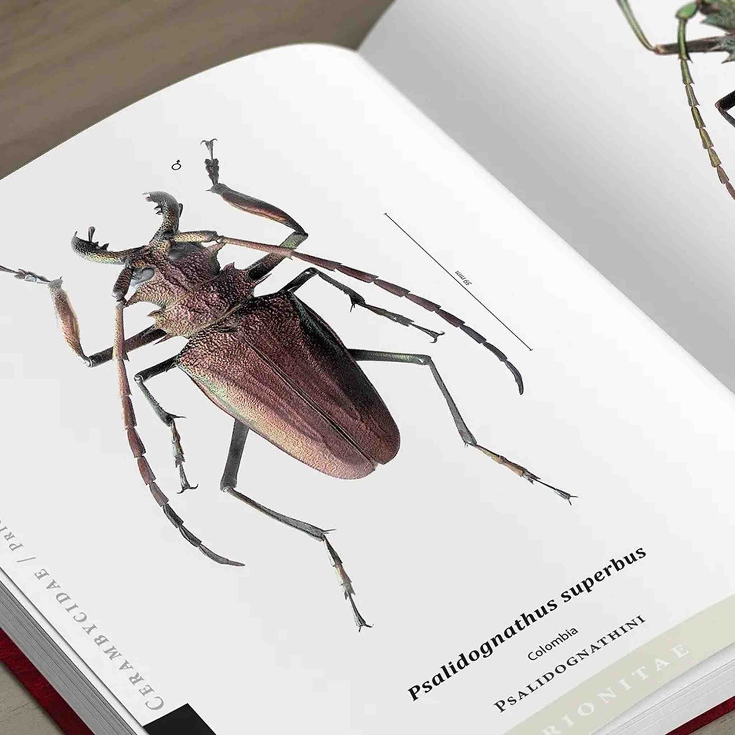 Piluny - Největší tesaříci Jižní Ameriky