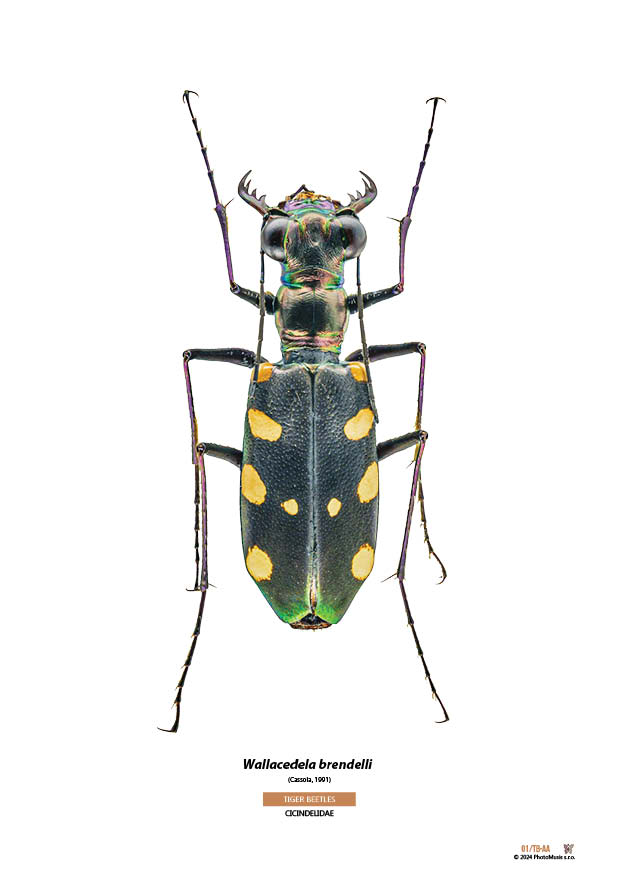 Wallacedela brendelli