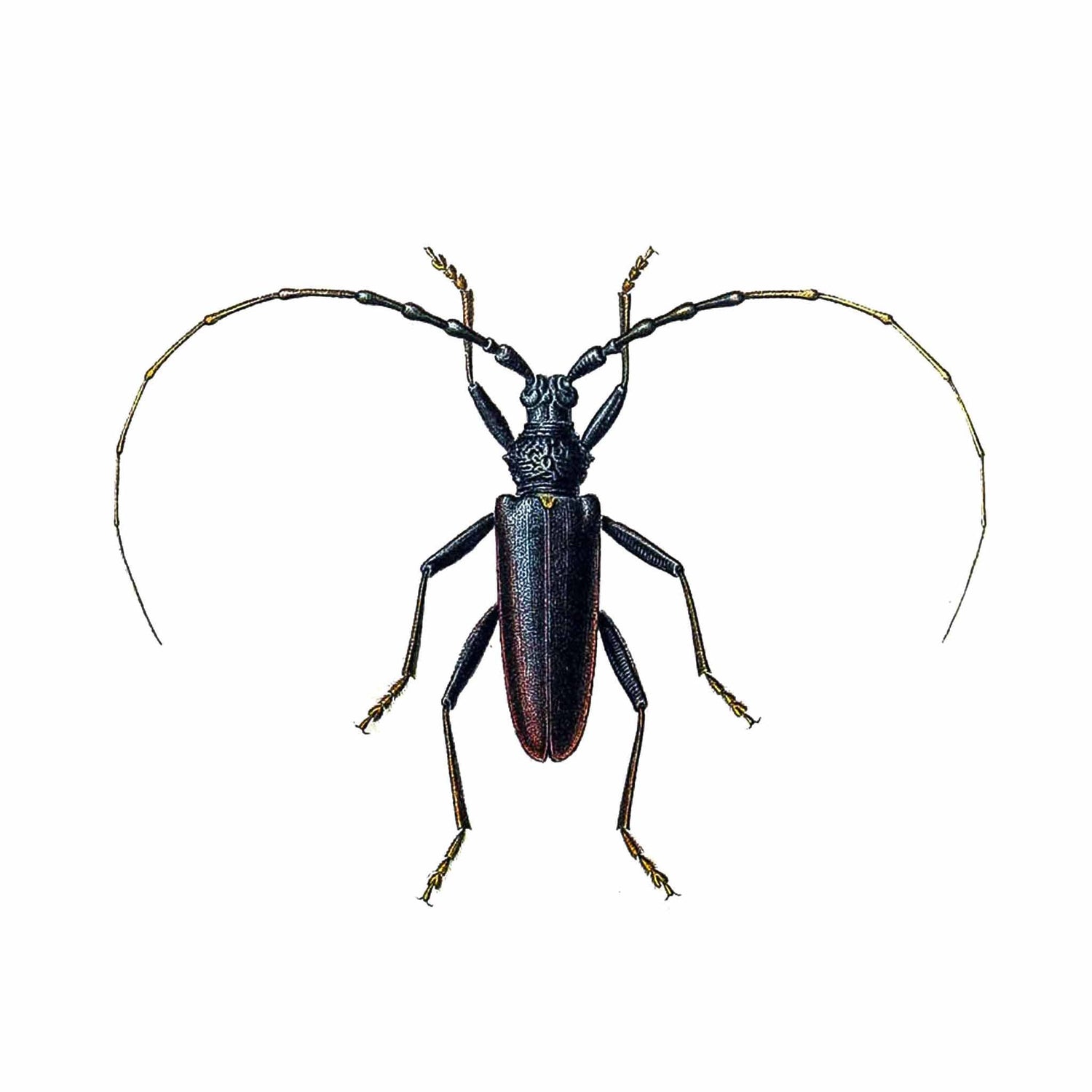 Cerambycidae
