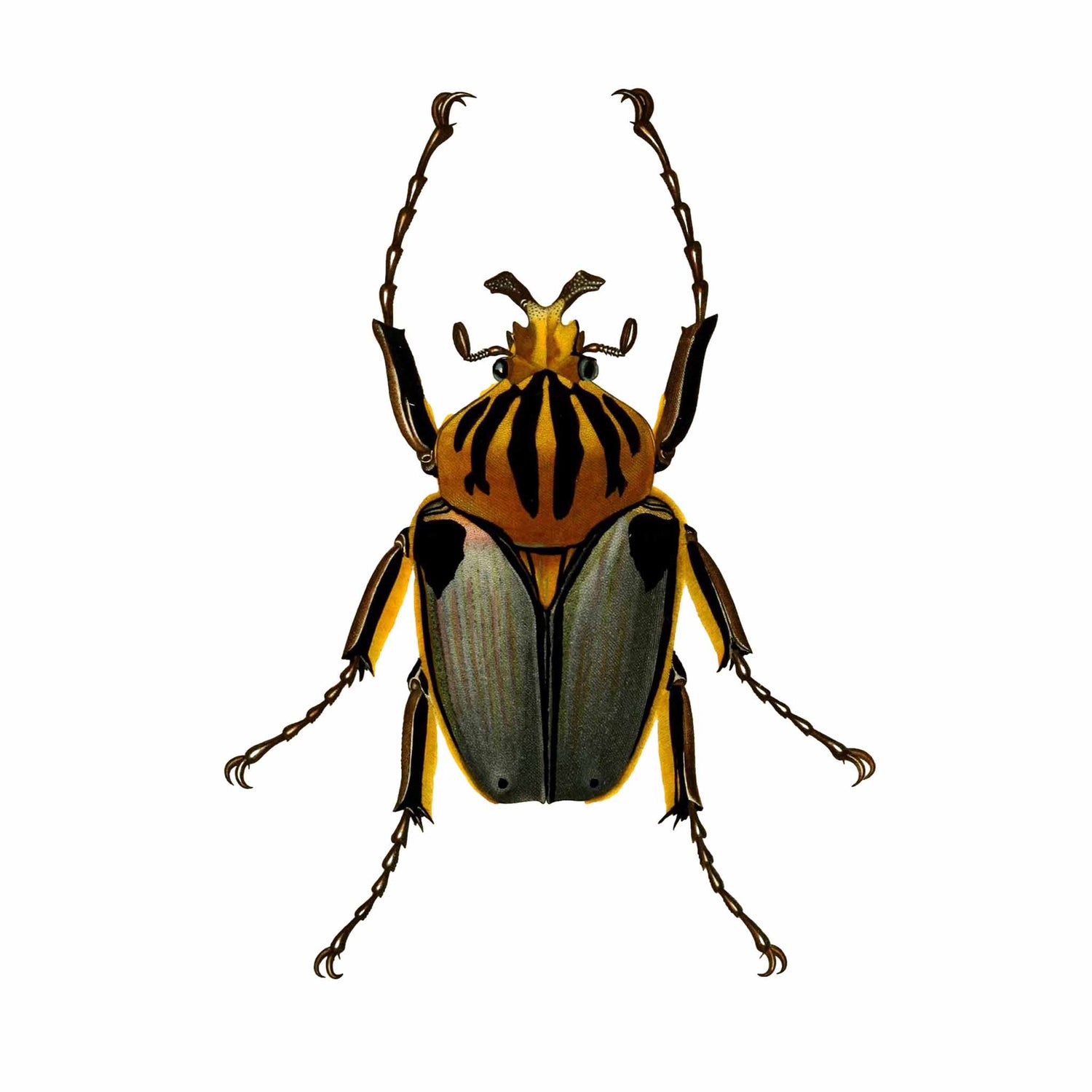 Goliath beetle