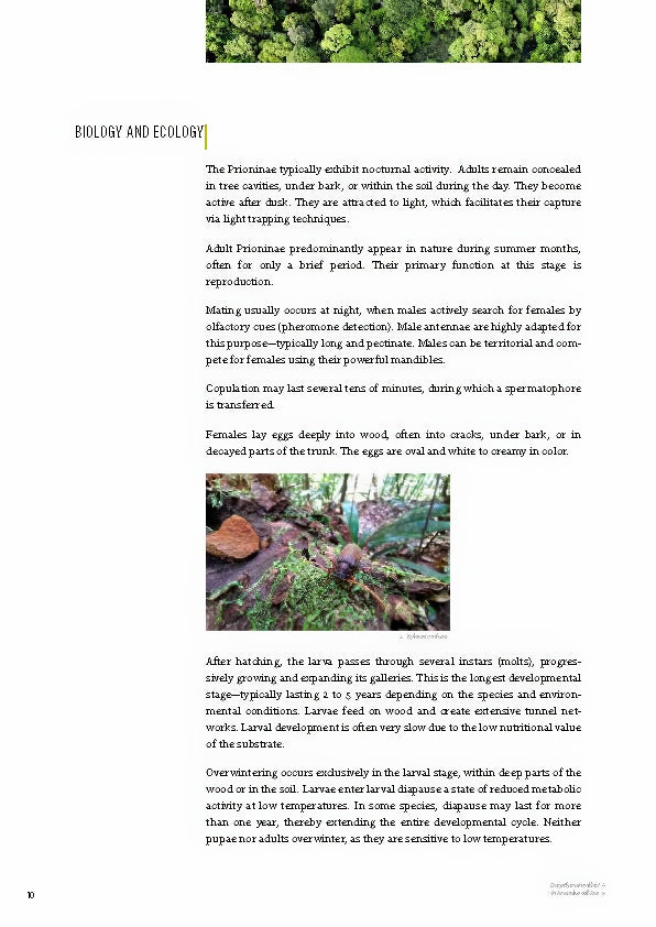 Subfamily Prioninae of the World I.