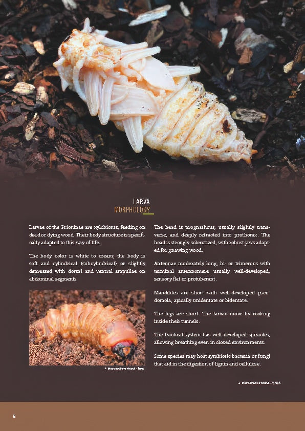 Subfamily Prioninae of the World I.