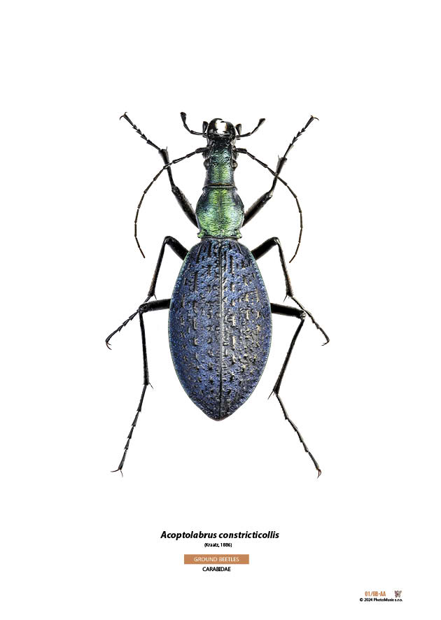 Acoptolabrus constricticollis