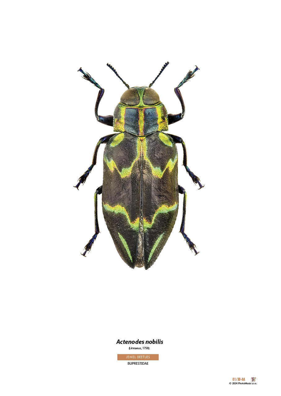 Actenodes nobilis