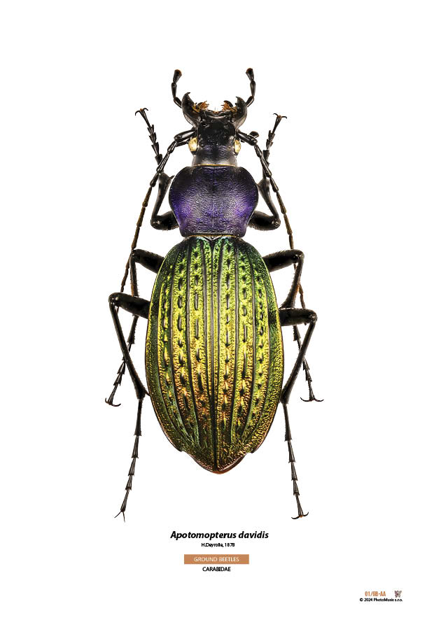 Apotomopterus davidis
