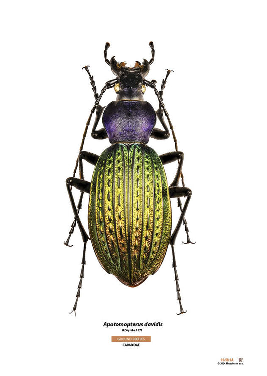 Apotomopterus davidis