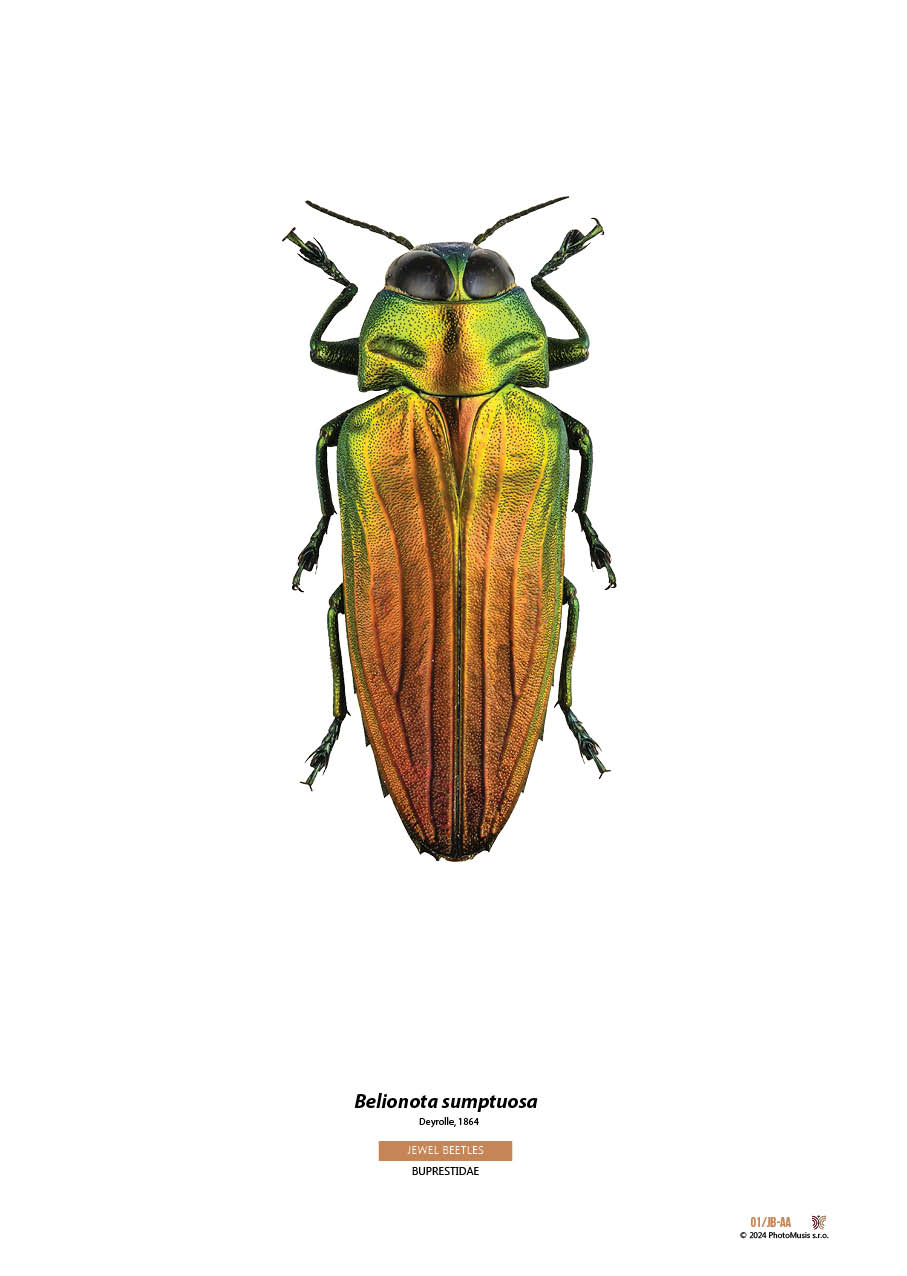 Belionota sumptuosa