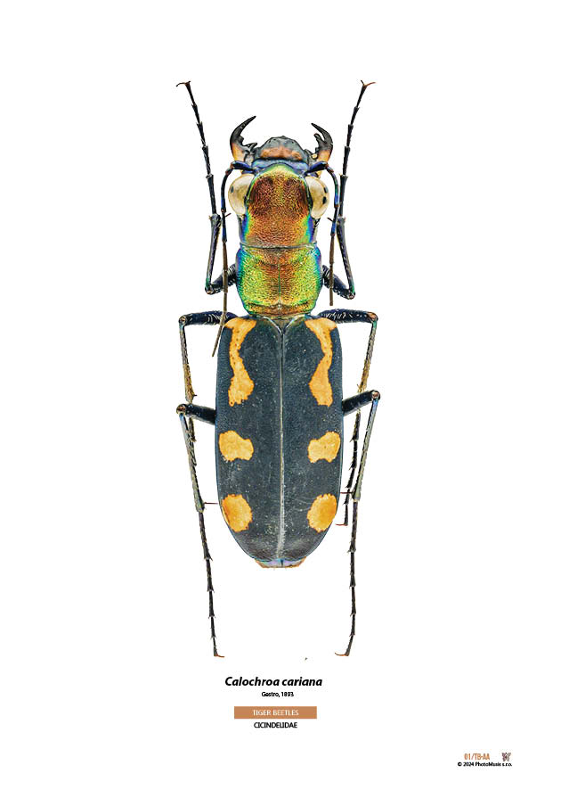 Calochroa cariana