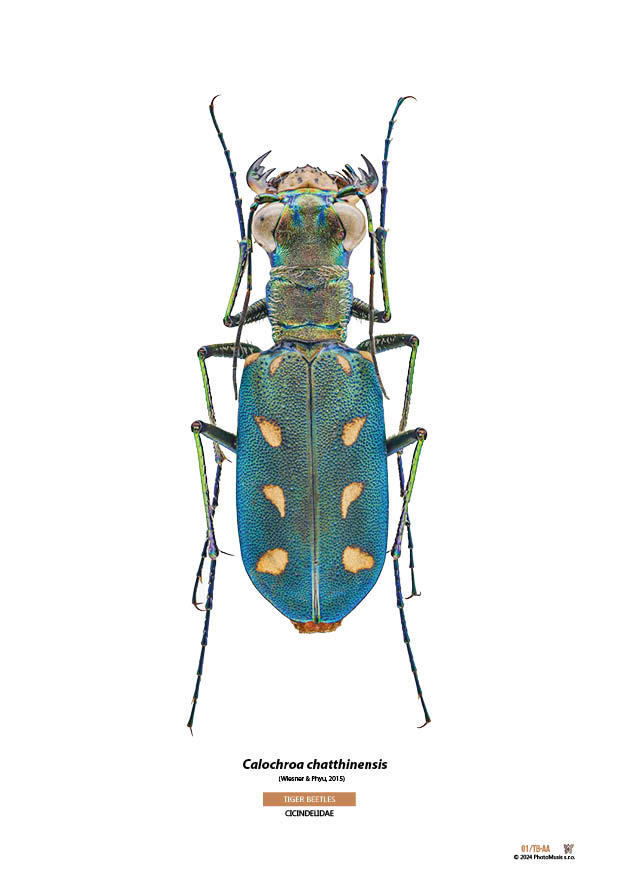 Calochroa chatthinensis