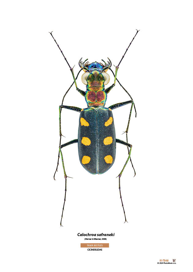 Calochroa safraneki