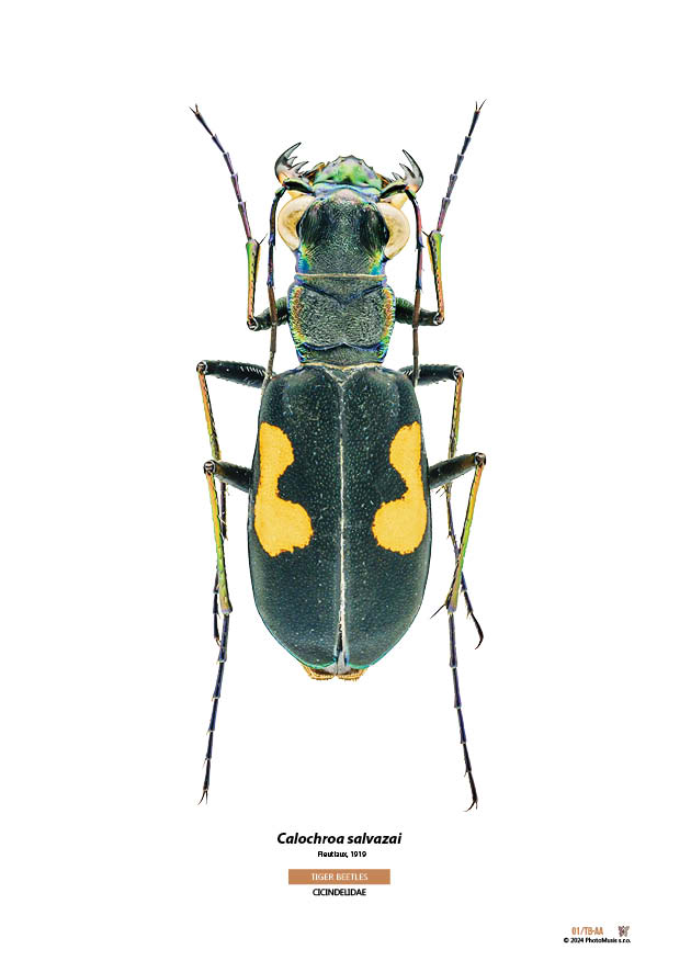 Calochroa salvazai
