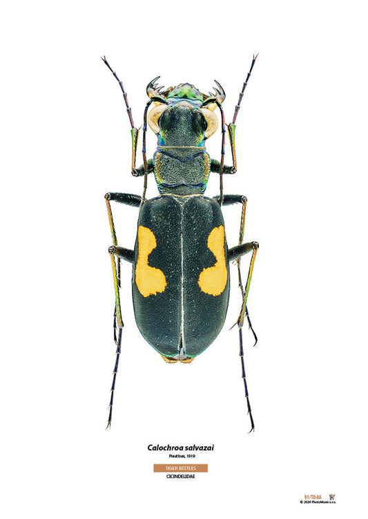 Calochroa salvazai