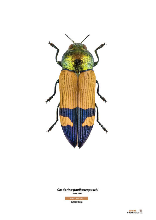 Castiarina paulhasenpuschi