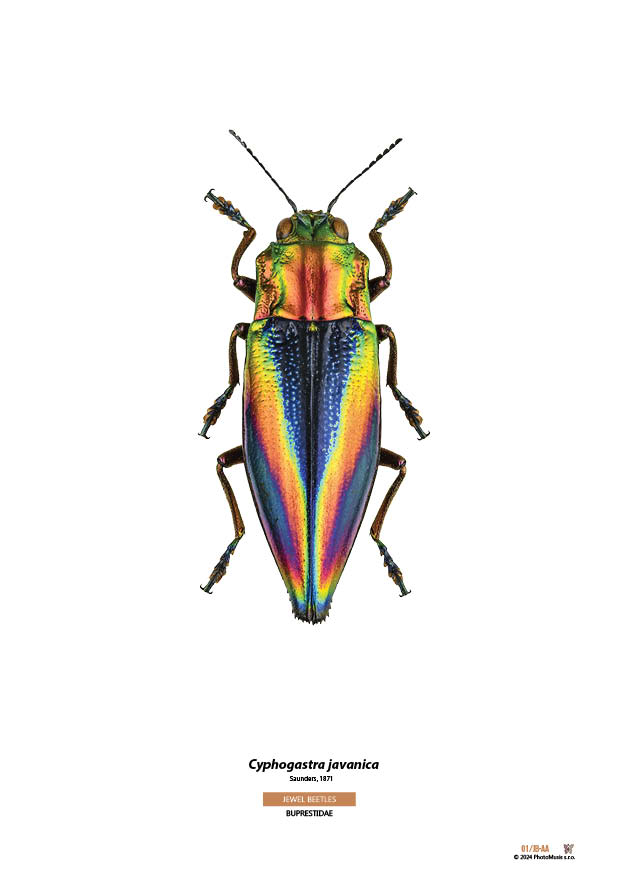 Cyphogastra javanica