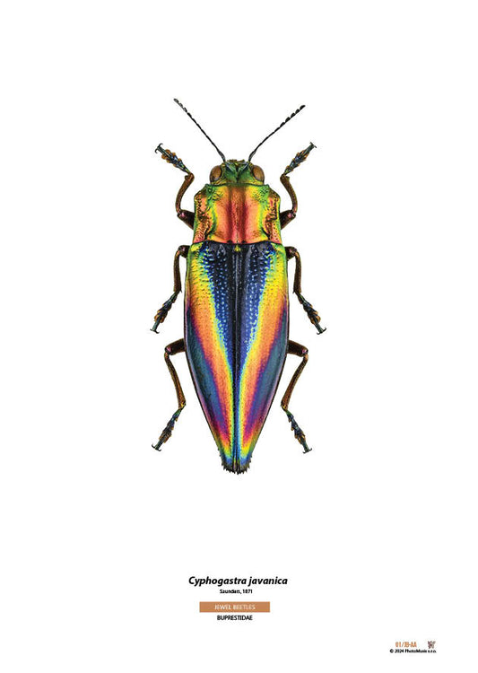 Cyphogastra javanica