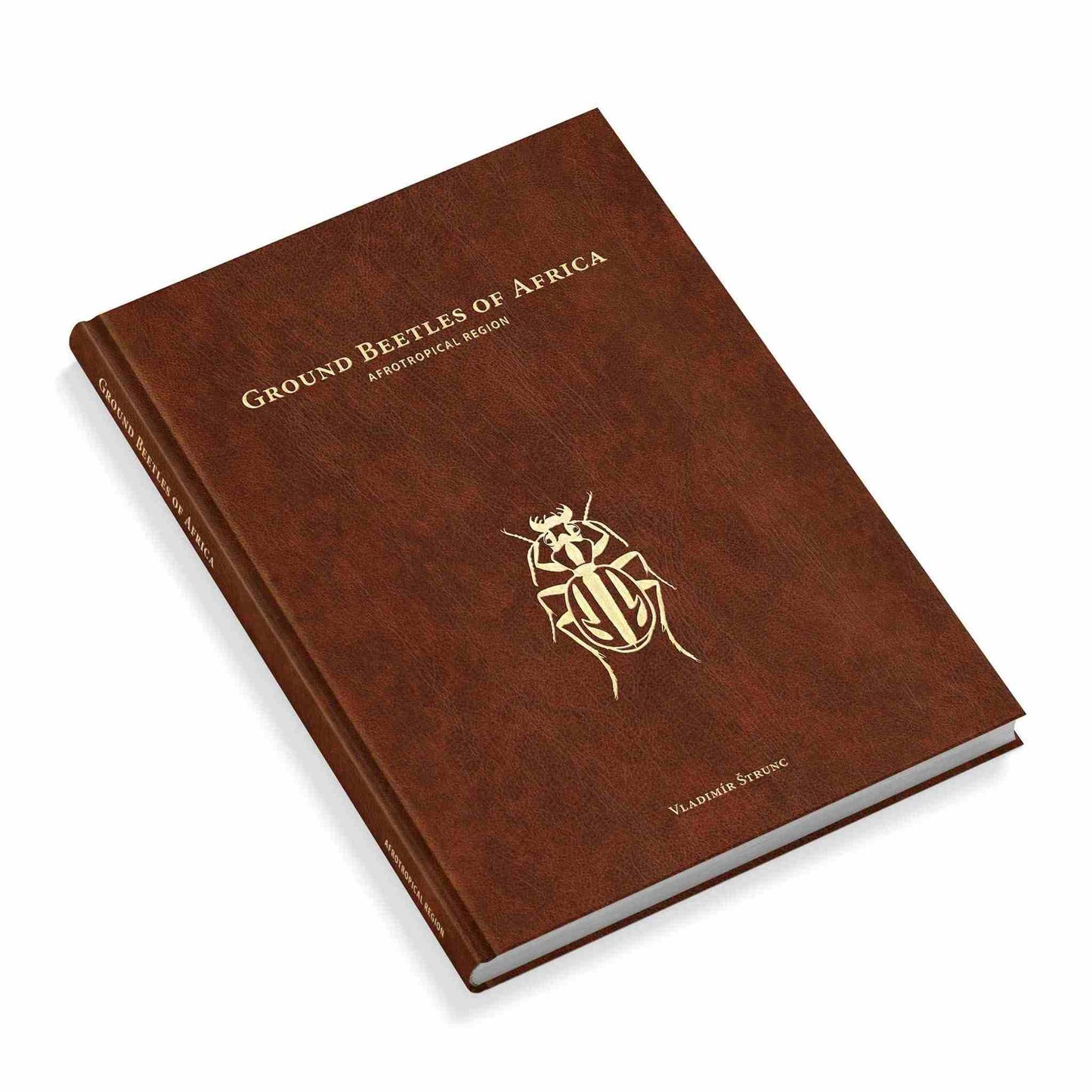 Střevlíci Afriky - Anthia, Carabidae