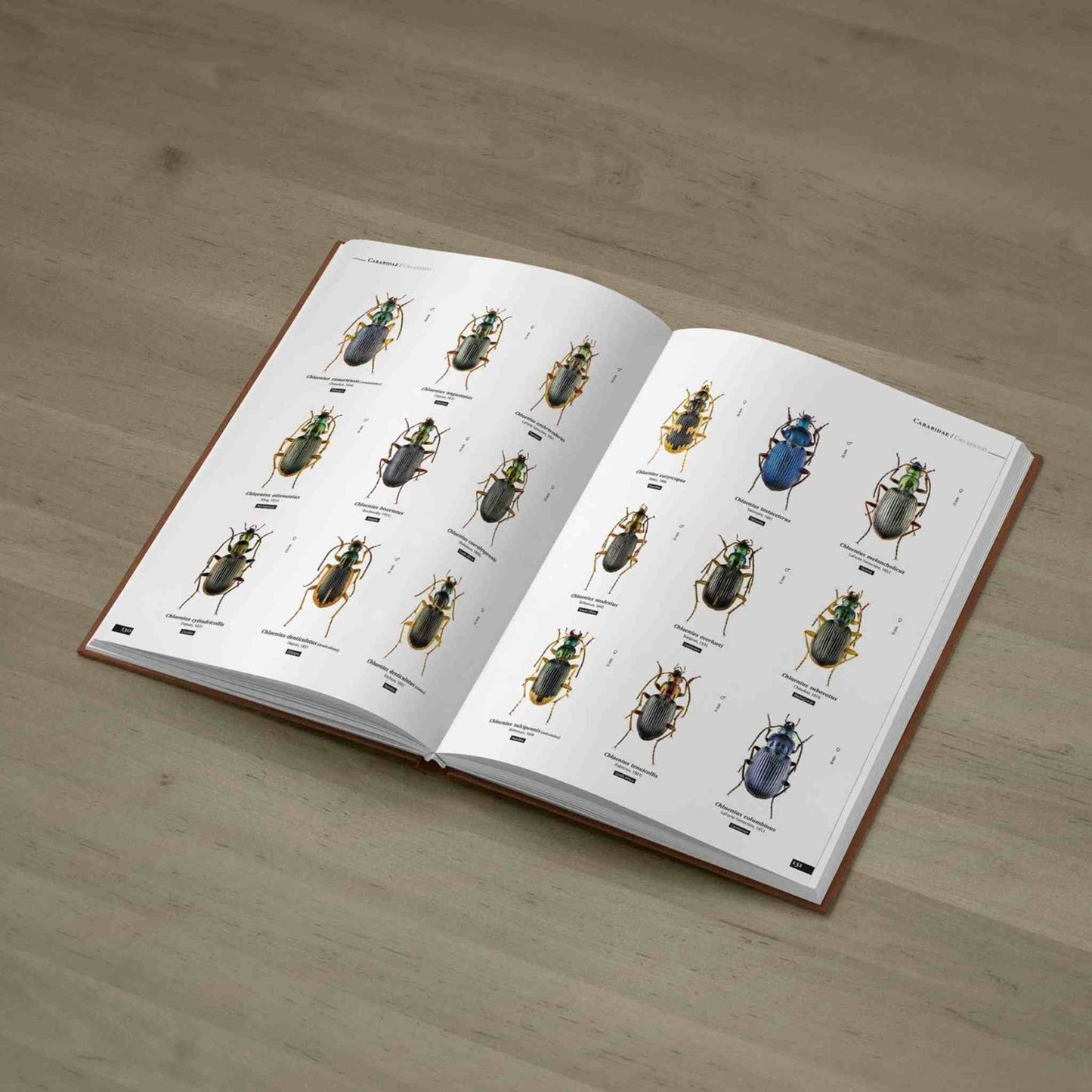 Střevlíci Afriky - Anthia, Carabidae