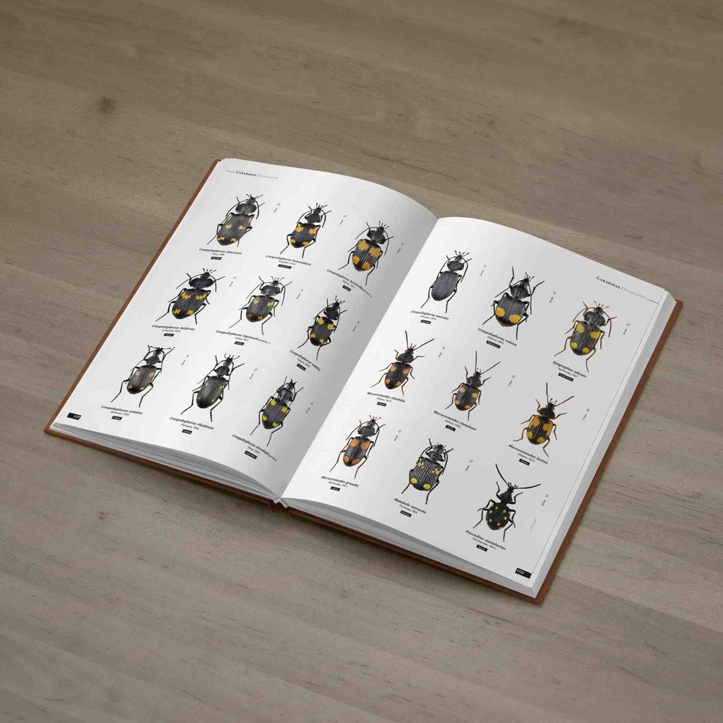 Střevlíci Afriky - Anthia, Carabidae