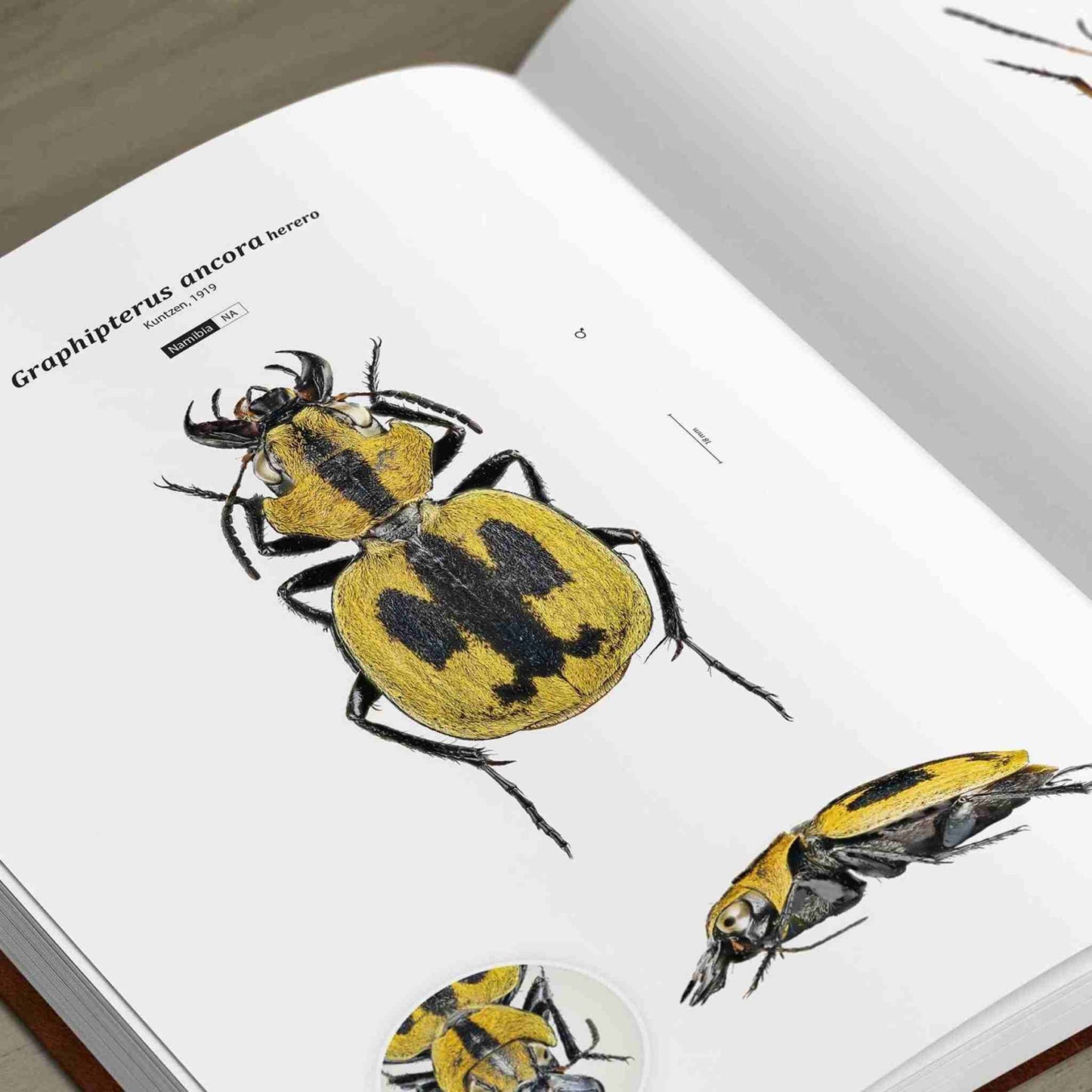 Střevlíci Afriky - Anthia, Carabidae