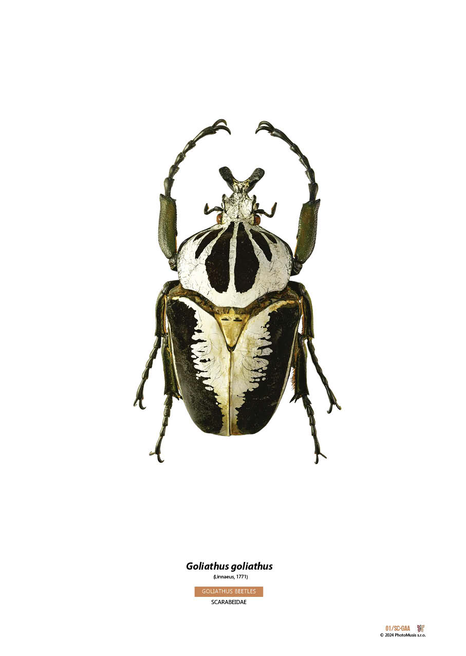 Goliath goliath (01)