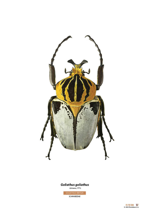 Goliath goliath (02)