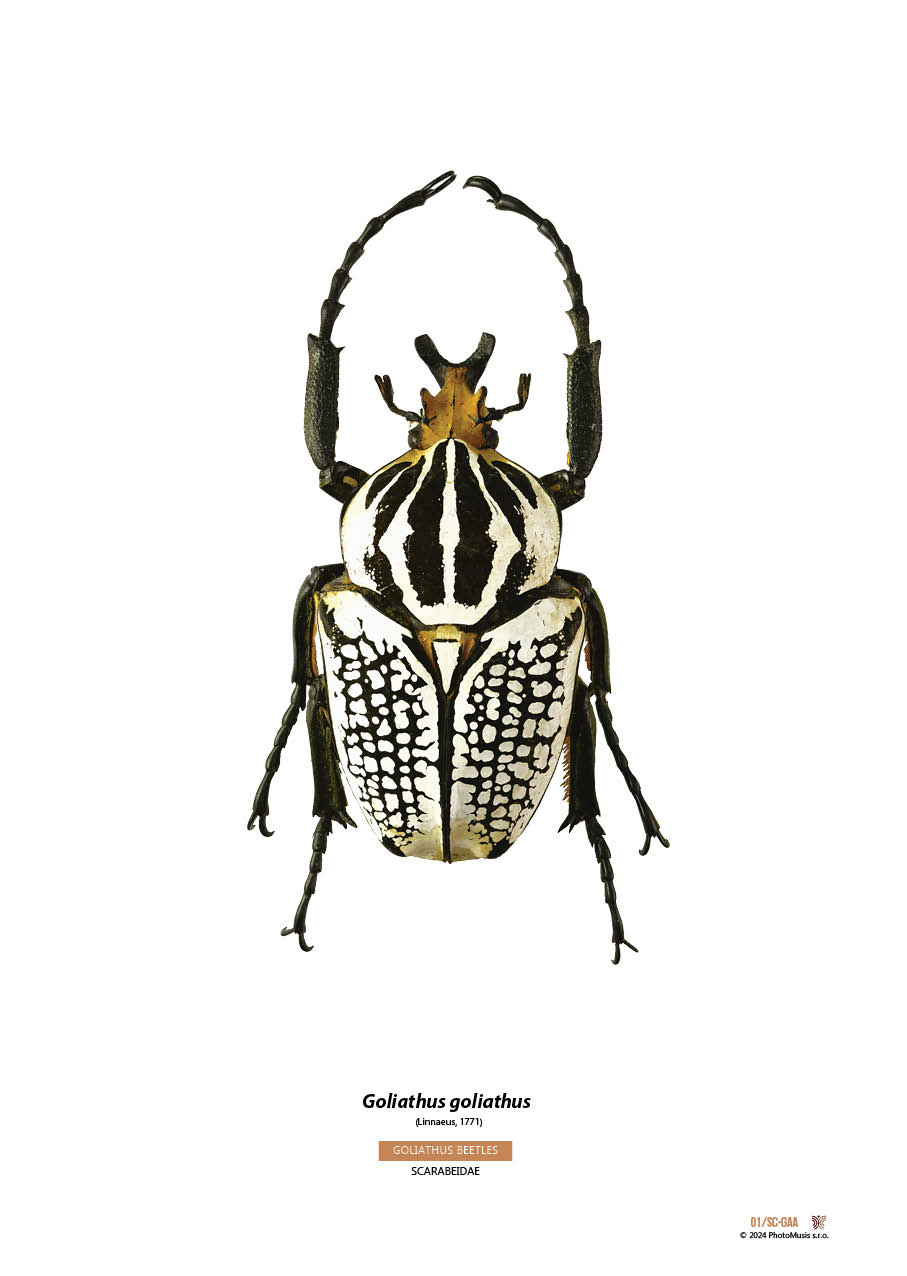 Goliath goliath (03)