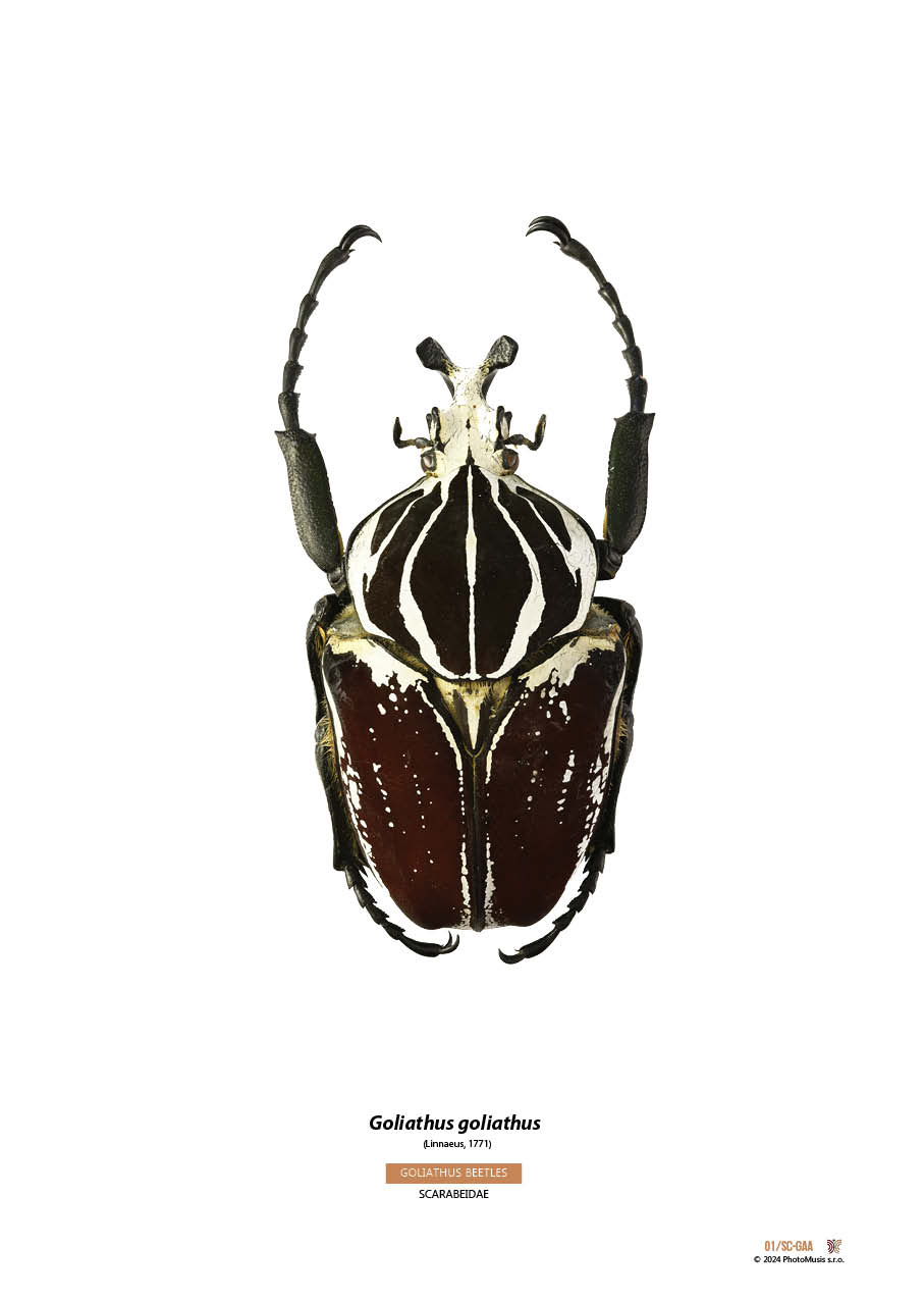 Goliath goliath (04)