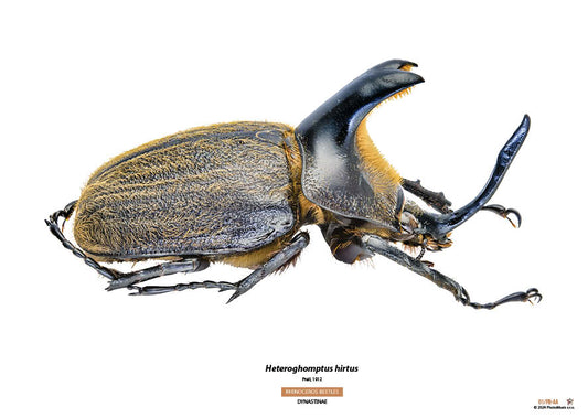 Heteroghomptus hirtus