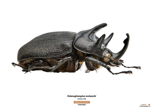 Heteroghomptus mniszechi