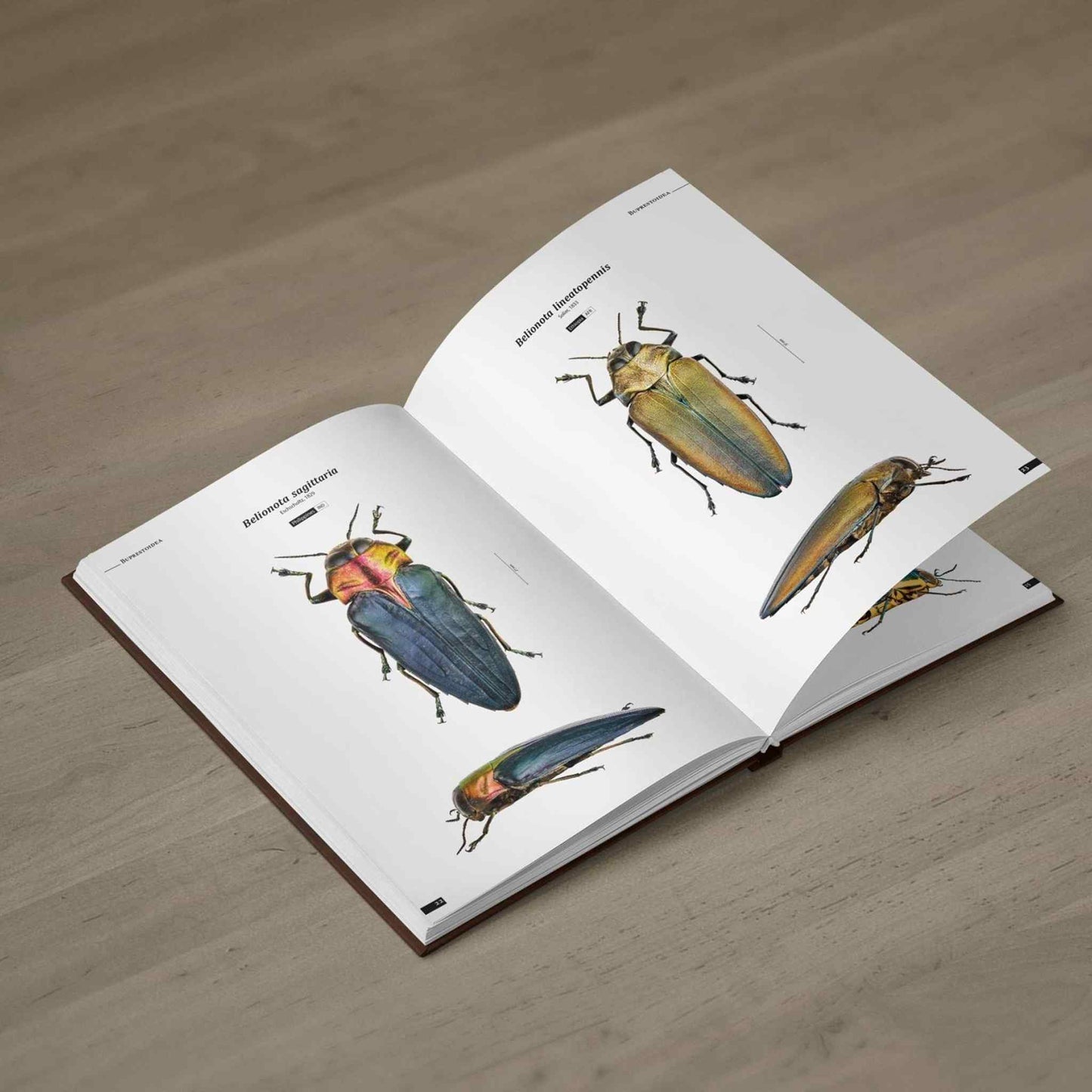 Krasci - Nejkrásnější brouci, Buprestidae