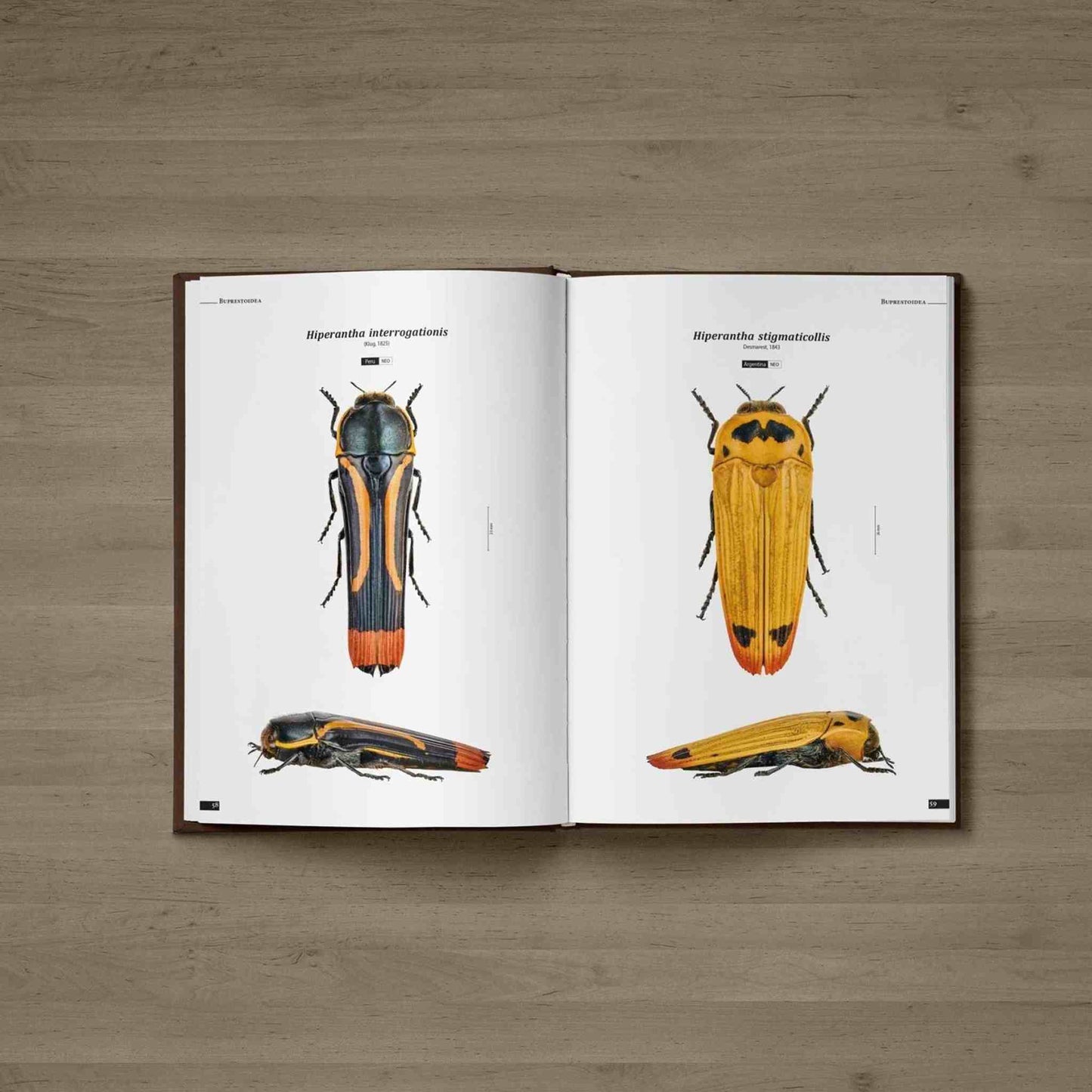 Krasci - Nejkrásnější brouci, Buprestidae