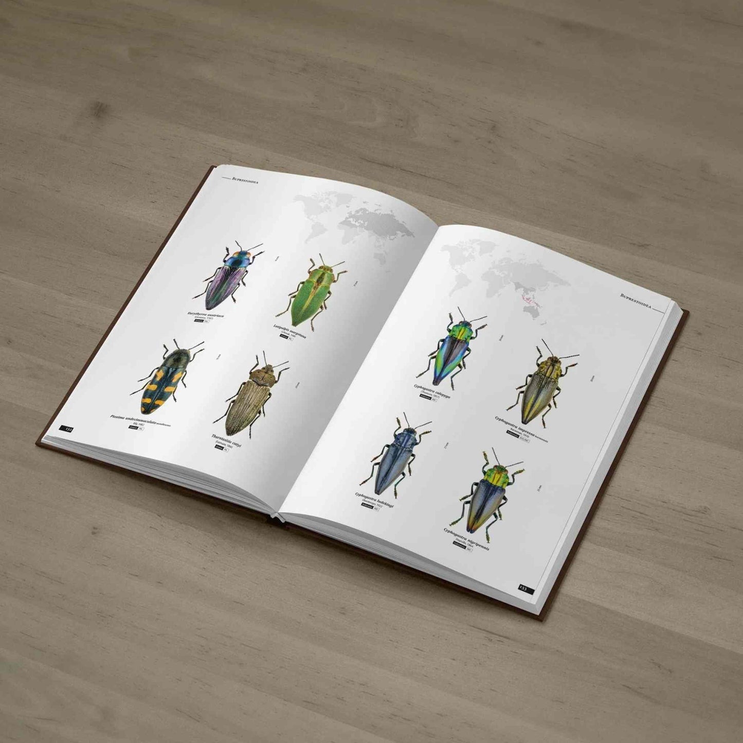 Krasci - Nejkrásnější brouci, Buprestidae