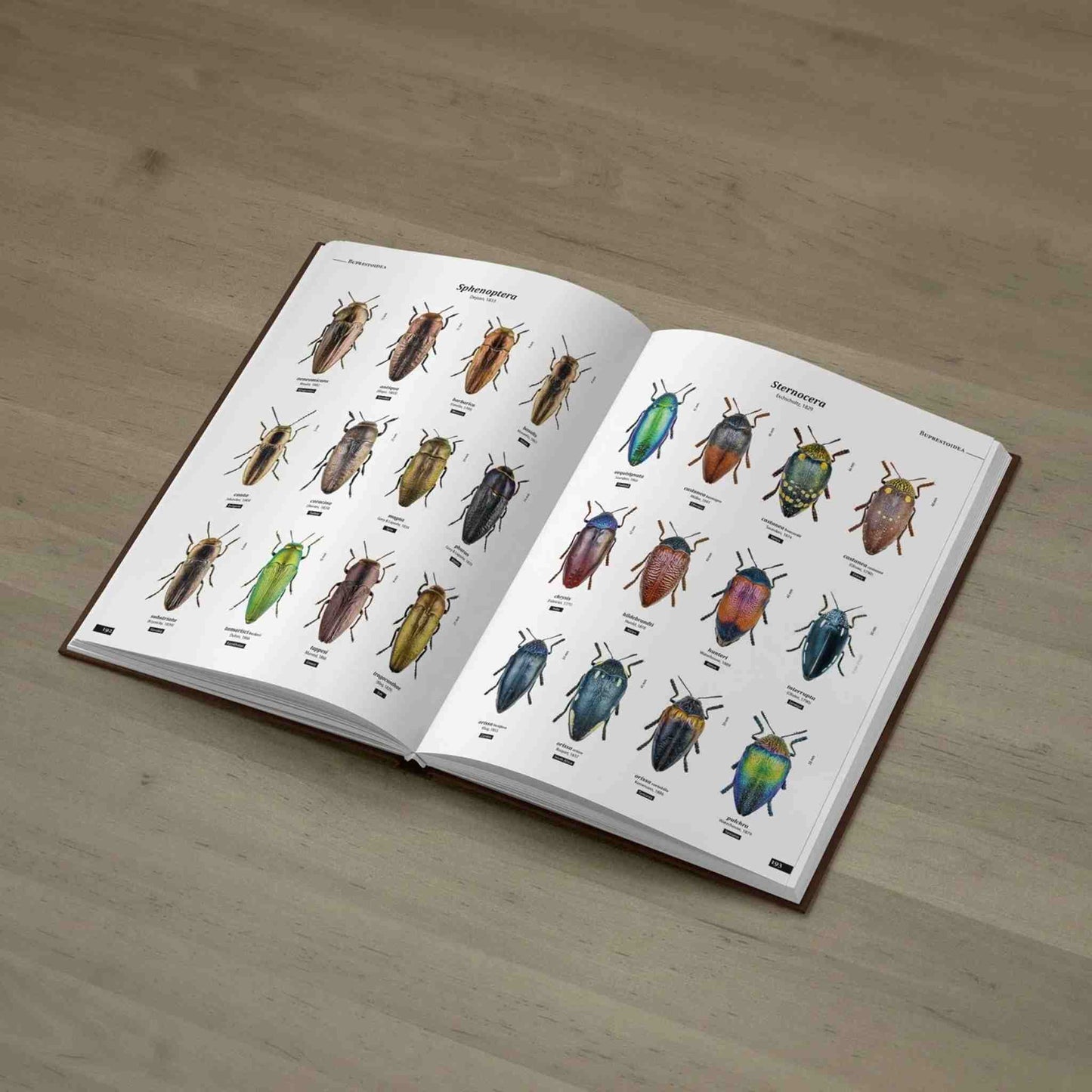 Krasci - Nejkrásnější brouci, Buprestidae