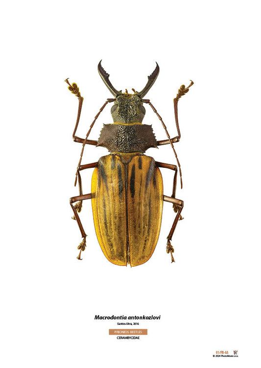 Macrodontia antonkozlovi