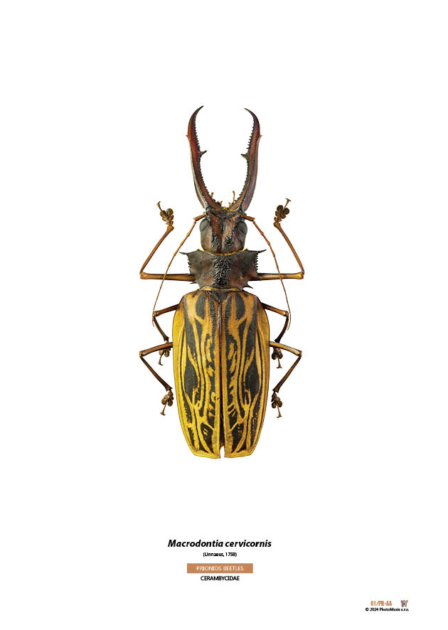 Macrodontia cervicornis