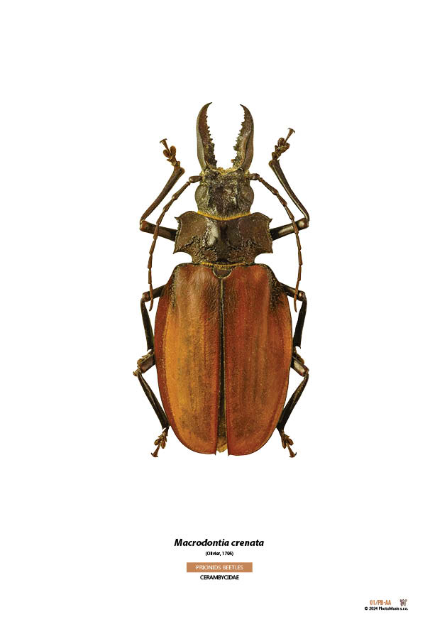 Macrodontia crenata