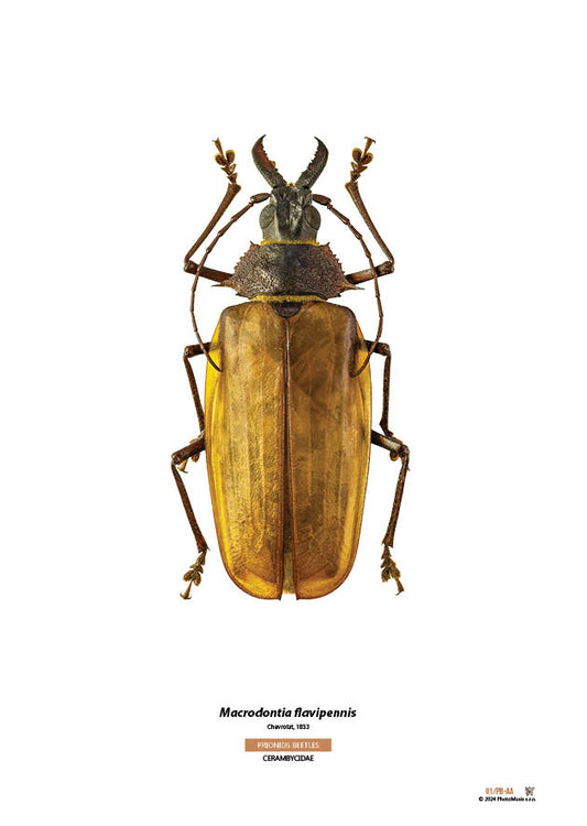 Macrodontia flavipennis