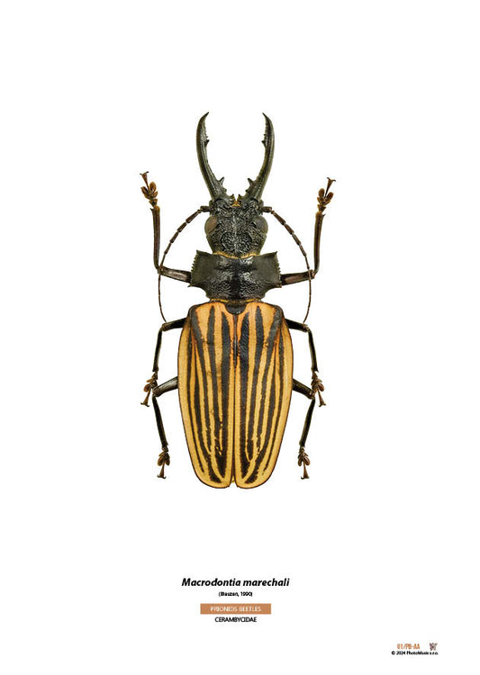 Macrodontia marechali