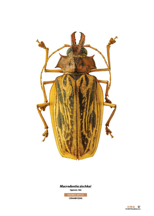 Macrodontia zischkai