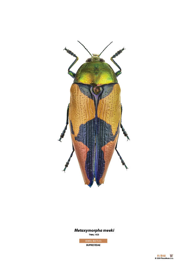 Metaxymorpha meeki